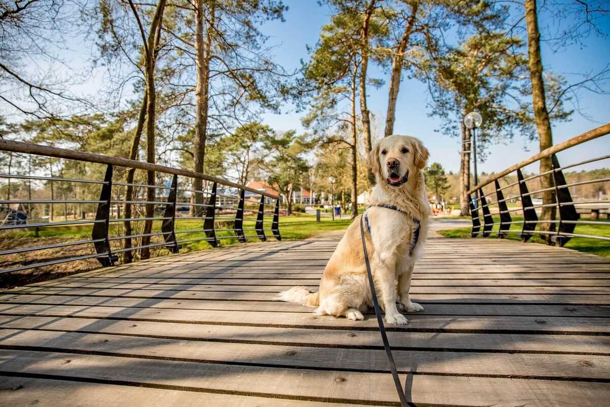 Ferienpark mit hund Holland